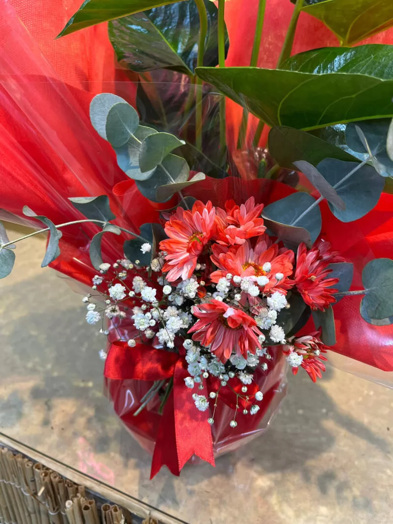 Antoryum Bitkisi Jumbo Boy